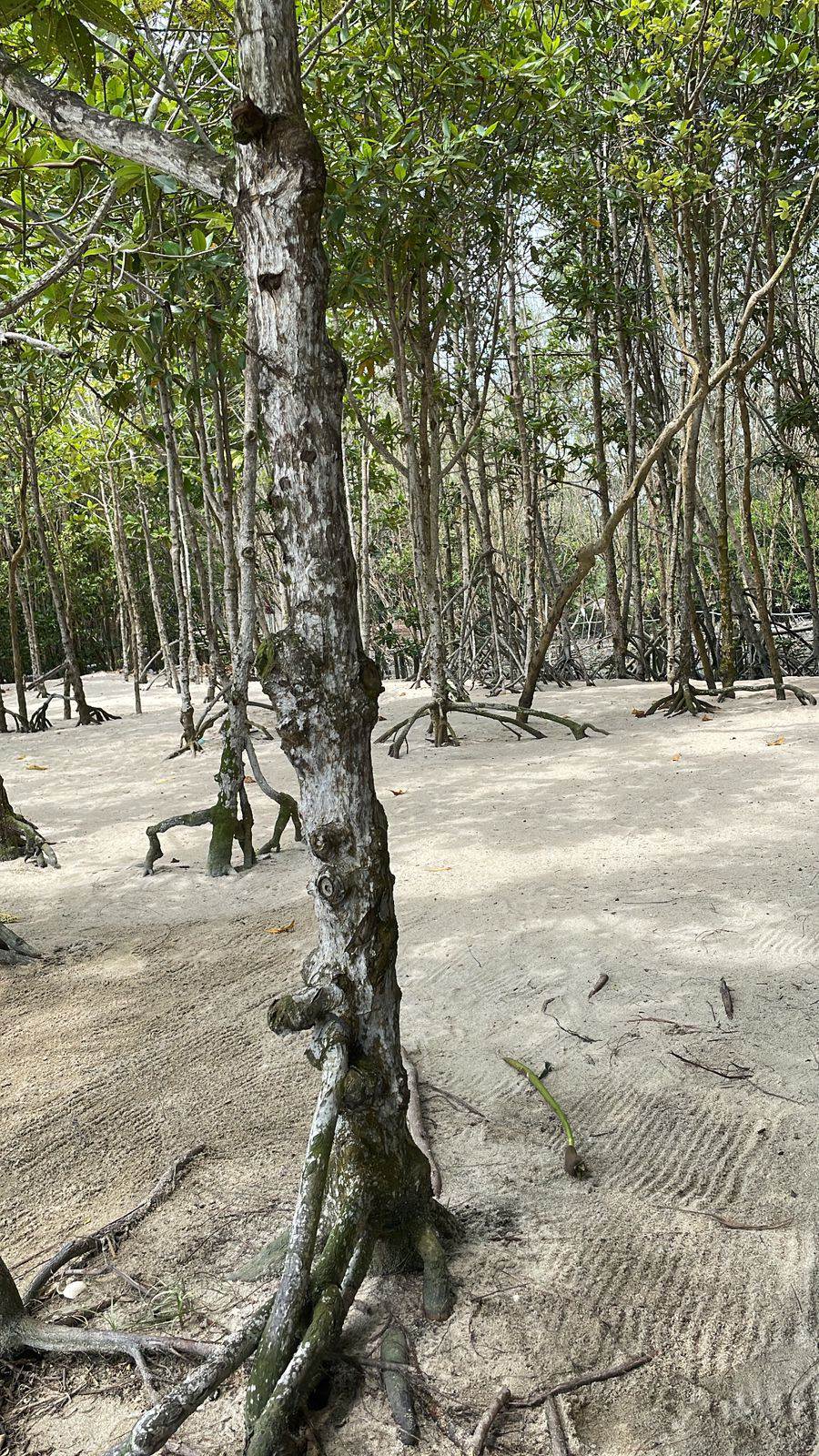 Pantai Mangrove Serdang Bedagai
