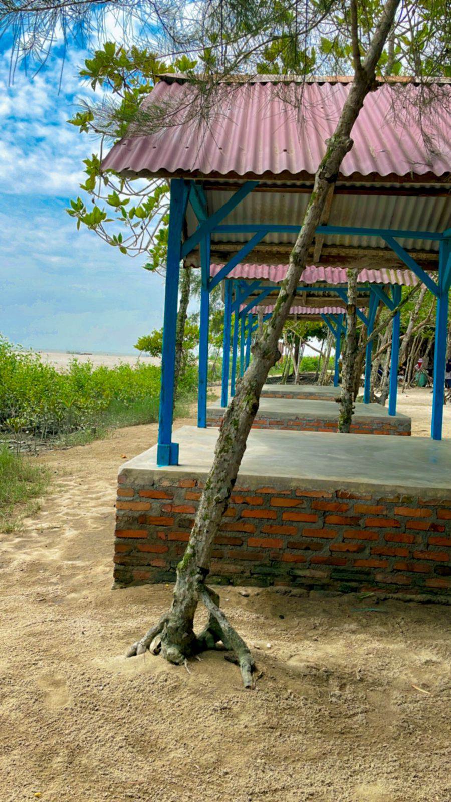 pantai mangrove